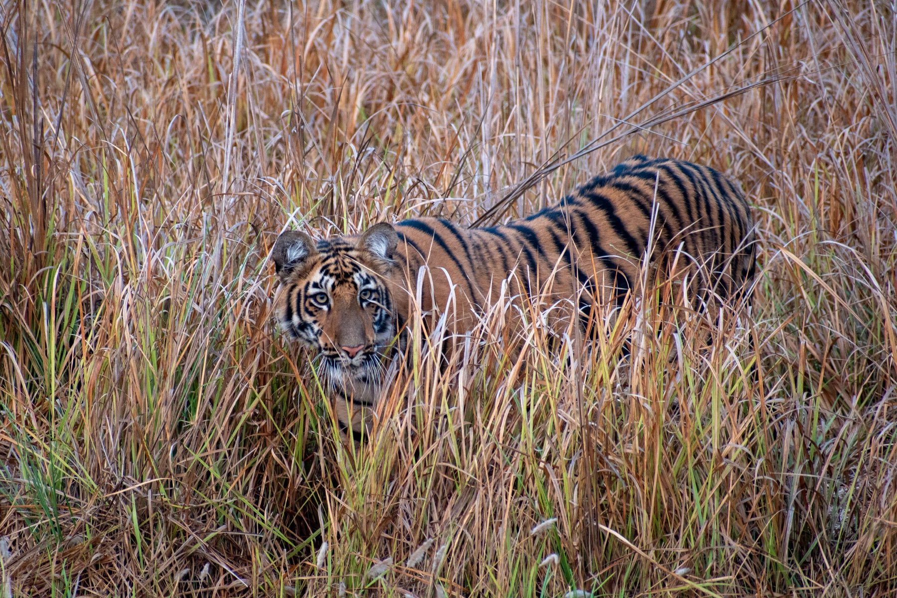 A Bengal tiger in dry grass.